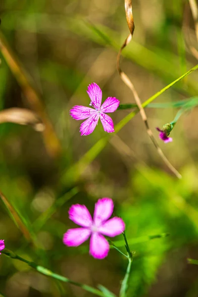 Fleurs d'été de couleur aléatoire dans la prairie verte sous le soleil — Photo