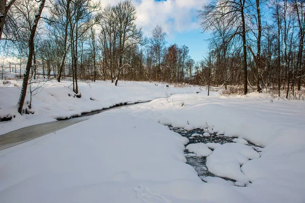 Frost verschneite Waldbäume an sonnigen Tagen im Winter — Stockfoto