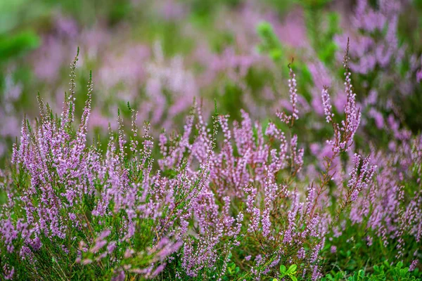 Heideblüten im Wald auf grünem Hintergrund verschwimmen — Stockfoto