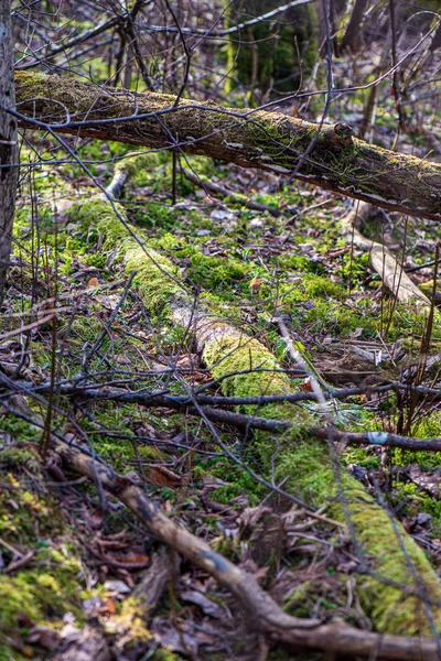 Tronco de árbol viejo seco pisar en la naturaleza — Foto de Stock