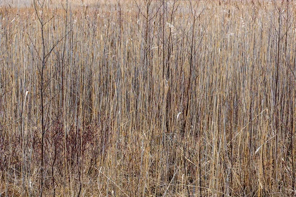 Suchej trawy wygięte na rozmycie tła tekstury — Zdjęcie stockowe