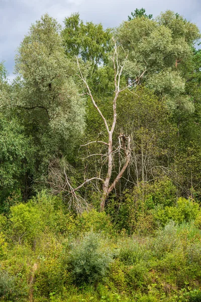 Doğada kuru eski ağaç gövde Stomp — Stok fotoğraf