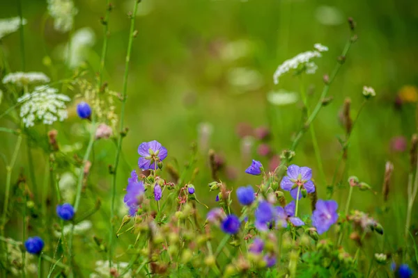 Случайного цвета летние цветы на зеленом лугу под солнцем — стоковое фото
