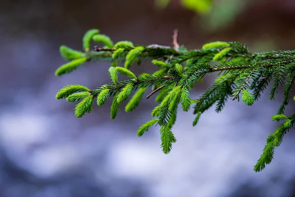 나무 가지와 흐림 배경에 나뭇잎. 추상적인 질감 — 스톡 사진