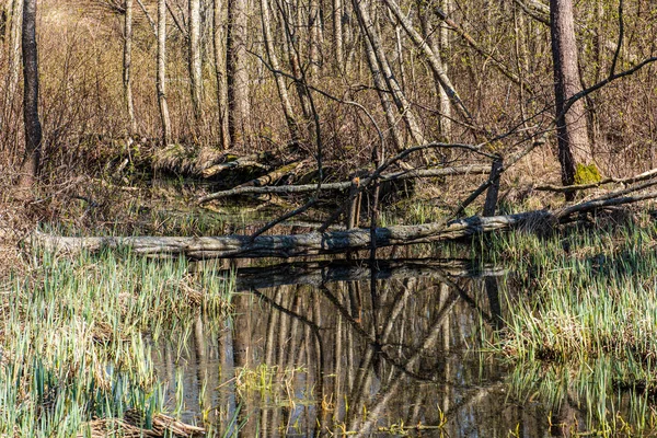 Belo rio floresta em latvia no verão — Fotografia de Stock