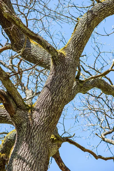 Baumwipfel im Wald wachsen in den blauen Himmel — Stockfoto