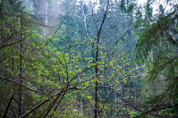 Foresta umida nella nebbia autunnale con foglie di albero rosso e verde — Foto Stock