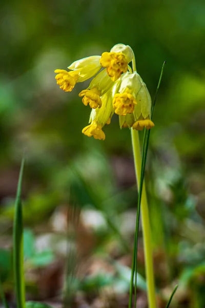 Slumpmässiga färg sommar blommor i grön äng under solen — Stockfoto