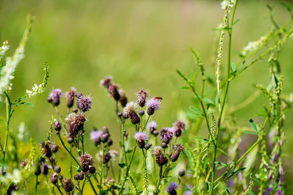 Flores de verano de color aleatorio en prado verde bajo el sol — Foto de Stock