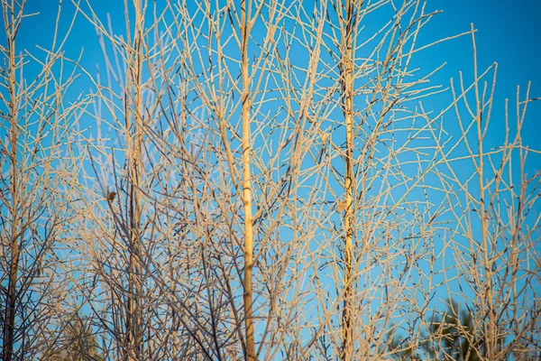 Cime degli alberi nella foresta che crescono verso il cielo blu — Foto Stock