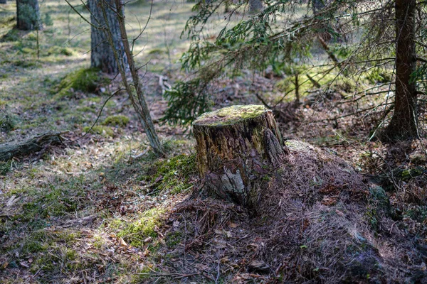 Dry old tree trunk stomp in nature — Stock Photo, Image