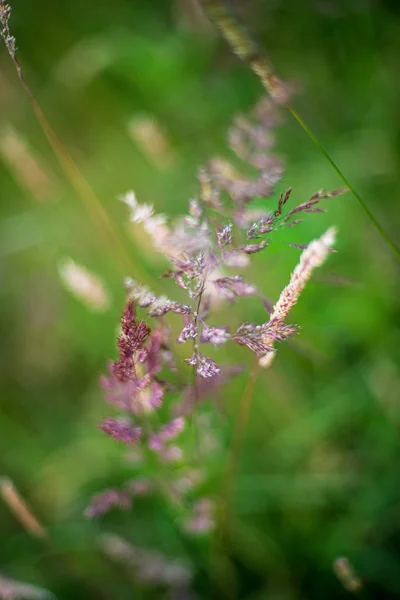 Flores de verão de cor aleatória no prado verde sob o sol — Fotografia de Stock
