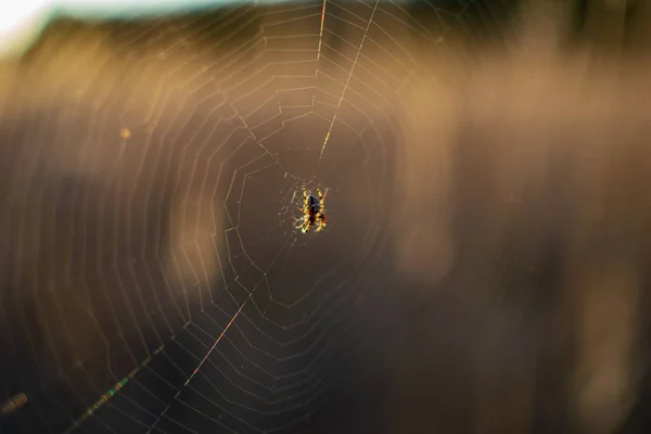 露滴の朝の光の自然なクモの巣のクモの巣 — ストック写真