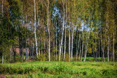 ritim desenli ormanda ağaç gövdesi doku duvarı