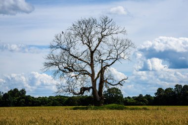 yeşil çayır çayır mera ortasında tek büyük ağaç