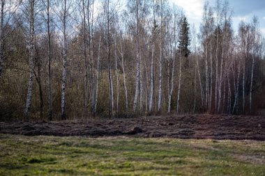 yeşil yaz ağaç gövde duvar ile orman dokusu