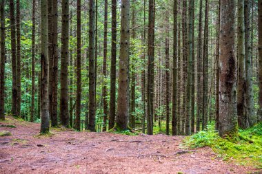 ritim desenli ormanda ağaç gövdesi doku duvarı