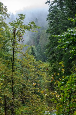 bulanıklık arka plan ile doğada yeşil ıslak ladin ağacı dalları
