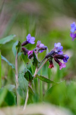 çıplak boş gro çiçekçim ilk bahar yeşil yaprakları