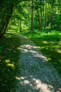 ritim desenli ormanda ağaç gövdesi doku duvarı