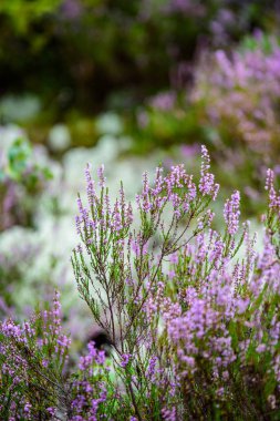 sonbaharda yeşil orman yosunu içinde açan fundalık