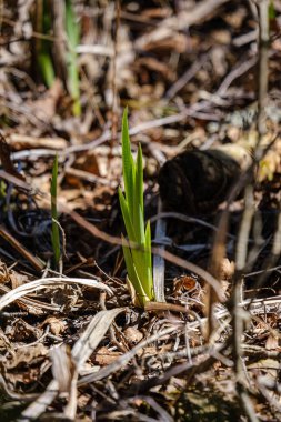 çıplak boş gro çiçekçim ilk bahar yeşil yaprakları