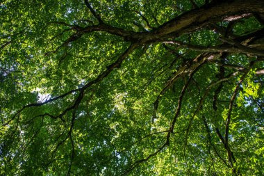 ritim desenli ormanda ağaç gövdesi doku duvarı