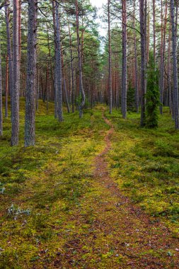 ritim desenli ormanda ağaç gövdesi doku duvarı