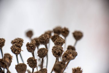 Kuru kış bitkisi dalları ve yaprakları donuk.