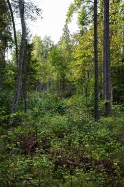ritim desenli ormanda ağaç gövdesi doku duvarı