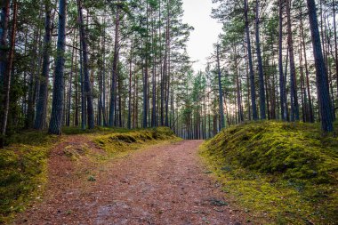 ritim desenli ormanda ağaç gövdesi doku duvarı