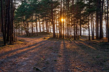 ritim desenli ormanda ağaç gövdesi doku duvarı