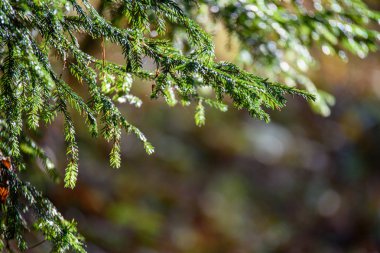 bulanıklık arka plan ile doğada yeşil ıslak ladin ağacı dalları