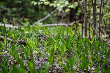 çıplak boş gro çiçekçim ilk bahar yeşil yaprakları