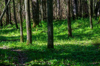 ritim desenli ormanda ağaç gövdesi doku duvarı