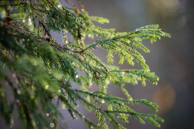 bulanıklık arka plan ile doğada yeşil ıslak ladin ağacı dalları