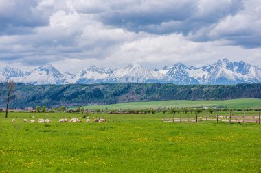 Mavi gökyüzü ve dramatik beyaz bulutlar altında kırsal alan