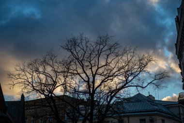 yeşil çayır çayır mera ortasında tek büyük ağaç