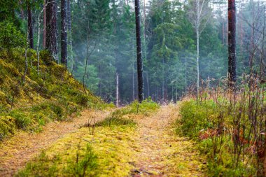 ritim desenli ormanda ağaç gövdesi doku duvarı