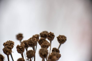 Kuru kış bitkisi dalları ve yaprakları donuk.