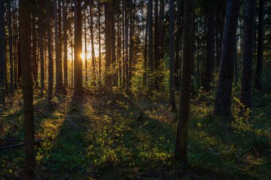 ritim desenli ormanda ağaç gövdesi doku duvarı