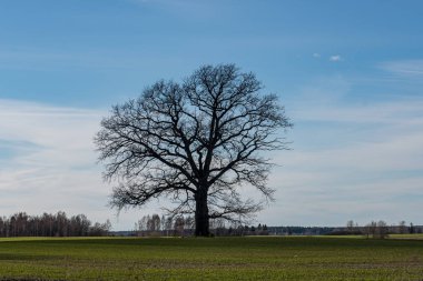 yeşil çayır çayır mera ortasında tek büyük ağaç