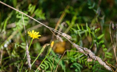 çıplak boş gro çiçekçim ilk bahar yeşil yaprakları