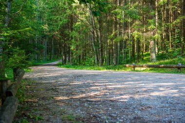ritim desenli ormanda ağaç gövdesi doku duvarı