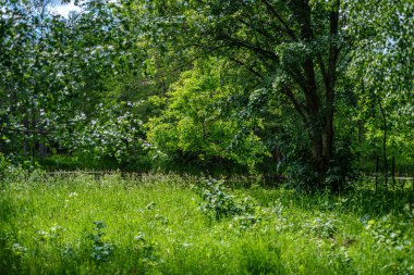 yaz aylarında yeşil çayırlar ve ağaçlar ile yeşil kırsal sahne