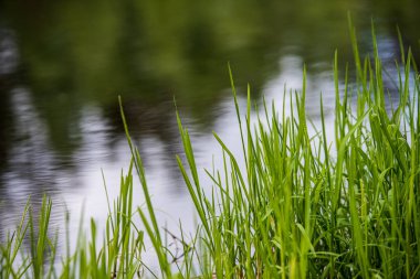 bulanıklık arka plan ile yeşil çim desen. yaz dokusu