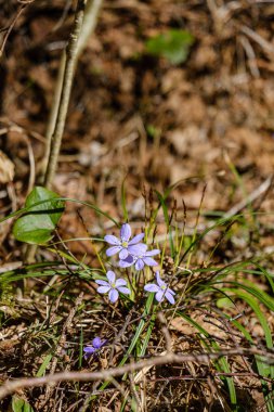 çıplak boş gro çiçekçim ilk bahar yeşil yaprakları