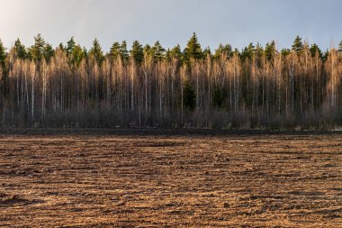 ritim desenli ormanda ağaç gövdesi doku duvarı
