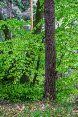 ritim desenli ormanda ağaç gövdesi doku duvarı