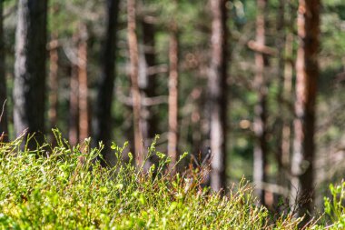 ritim desenli ormanda ağaç gövdesi doku duvarı